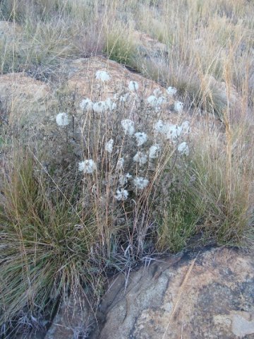 Clematis villosa subsp. stanleyi